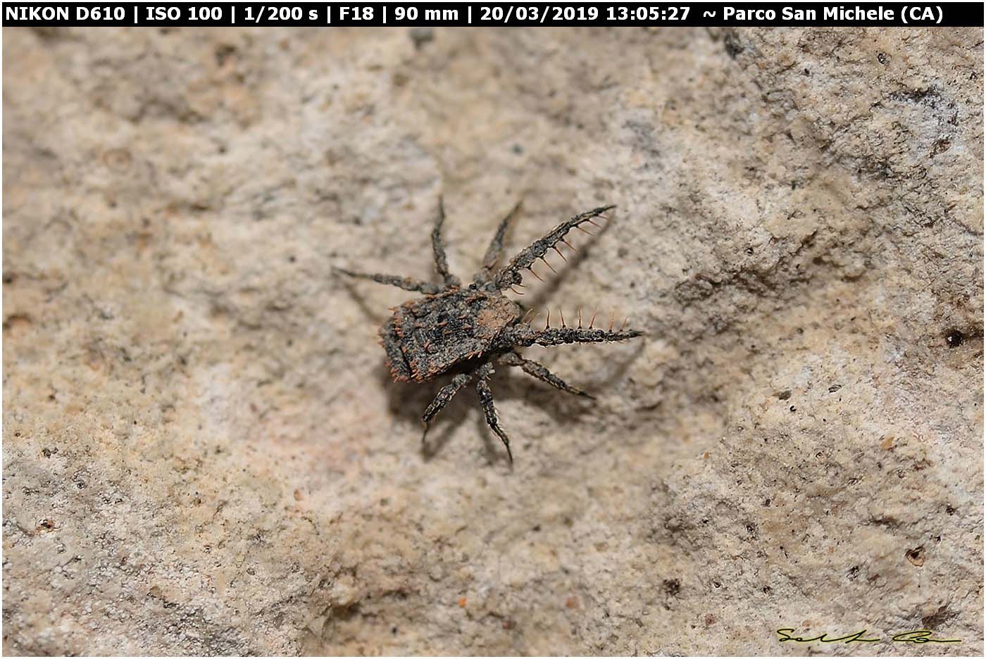 Acaro della famiglia Caeculidae da id.